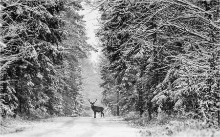 Red Deer, Bialowieza Forest