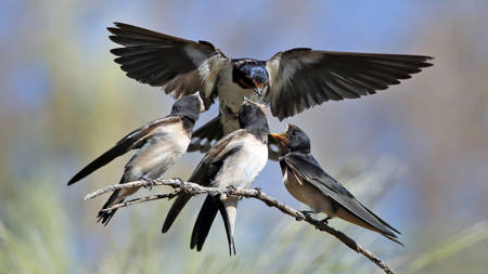 Juvenile Swallows Being Fed By