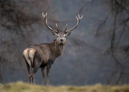 A Stag, A Downpour And Small Rainbows