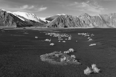 Grasses In A Volcanic Desert