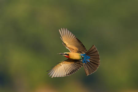 White-Fronted Bee-Eater With Catch
