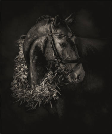 A Portrait Of A Horse