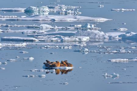 Baffin Bay Walrusses 10