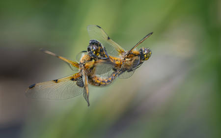 Mating On The Wing