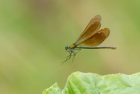 Beautiful Demoiselle In Flight