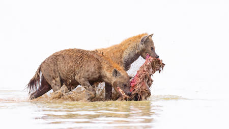 Hyena With Carcass
