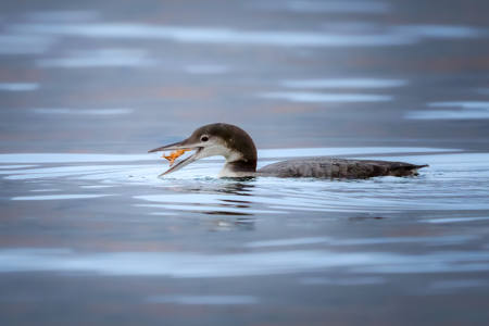Great Northern Diver With Crab