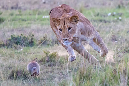 Mongoose Chase