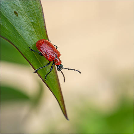 Scarlet Lily Beetle 2