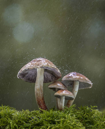 Fungi In The Rain