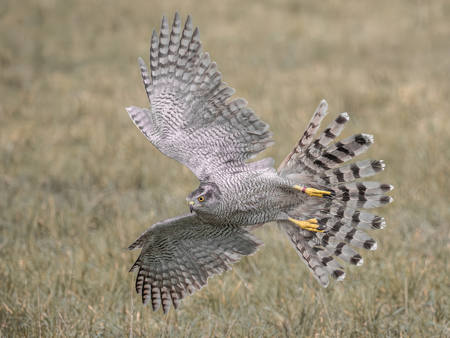 Goshawk Descent