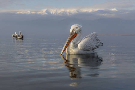Dalmatian Pelican Lake Kerkini