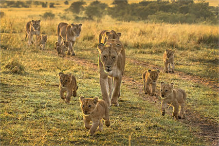 Lion Pride