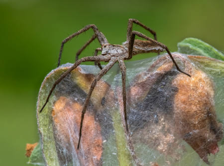 Nursery Web Spider Protecting