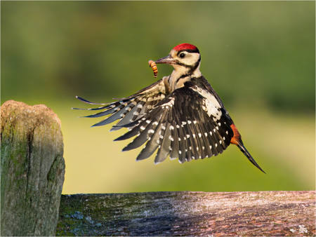 Great Spotted Woodpecker With Grub