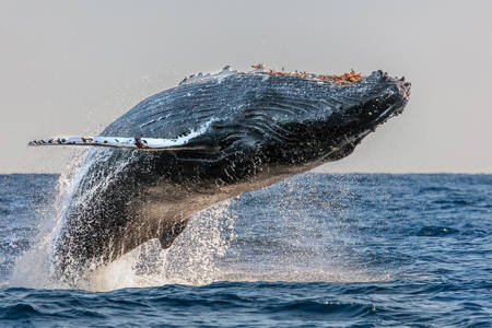 Early Morning Frolic