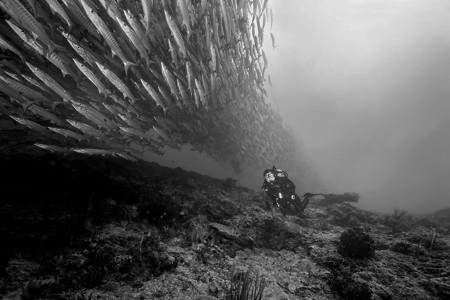 Diving With A Group Of Barracudas