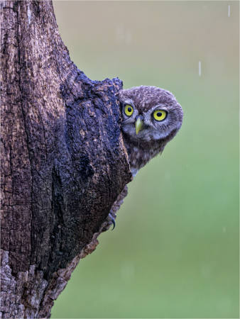 Little Owl Emerging From Shelter