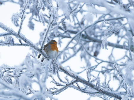 Robin In Winterland