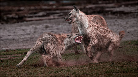 Hyenas