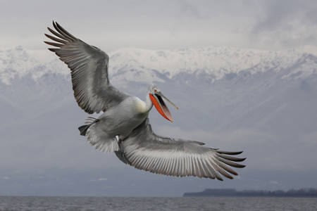 Dalmatian Pelican In Flight