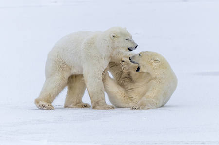 Polar Bear Playing 99