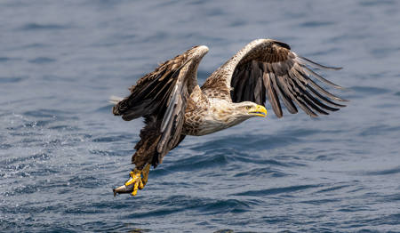 Sea Eagle With Fish