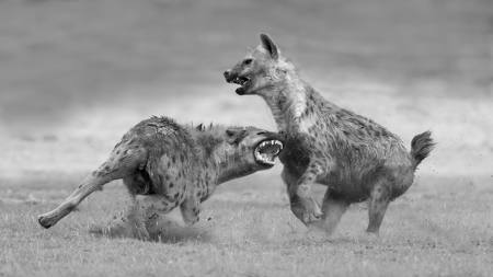 Fighting Hyena