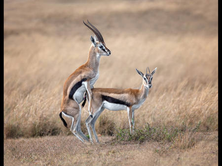 Thompson Gazelles Mating