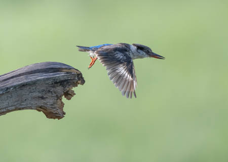 Striped Kingfisher Taking Off