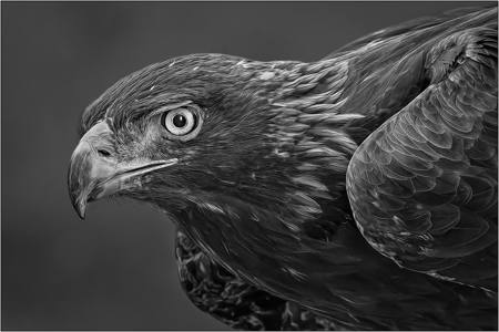 Golden Eagle Portrait