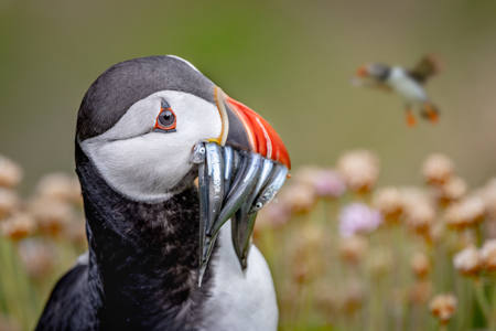 Puffin 2