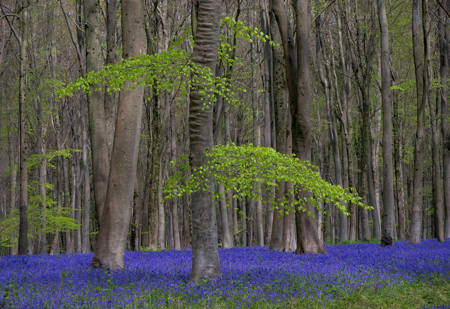 Spring Beech Wood