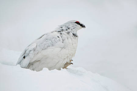 Ptarmigan In Cairngorm Whiteout
