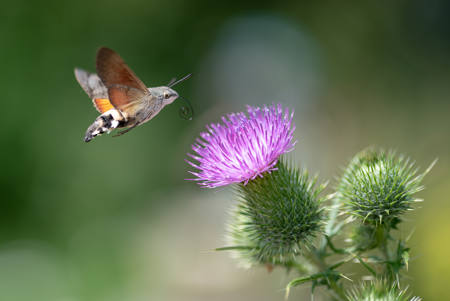 Lepidoptere Sphingidae