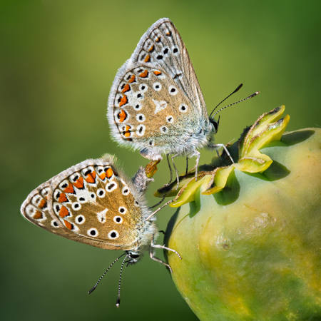 Large Blue Butterflies Mating