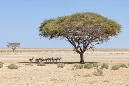 Springbok Seeking Shade