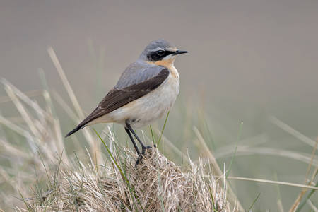 Wheatear On Grass