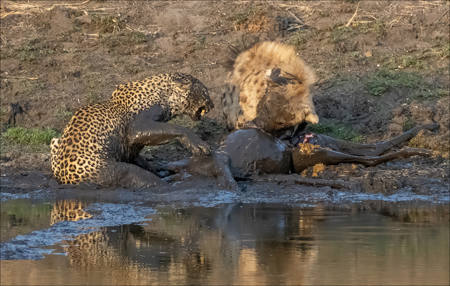 Hyena Stealing Leopard's Kill