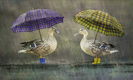 Nice Weather For Ducks