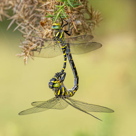 Mating Golden Ringed Dragonflies