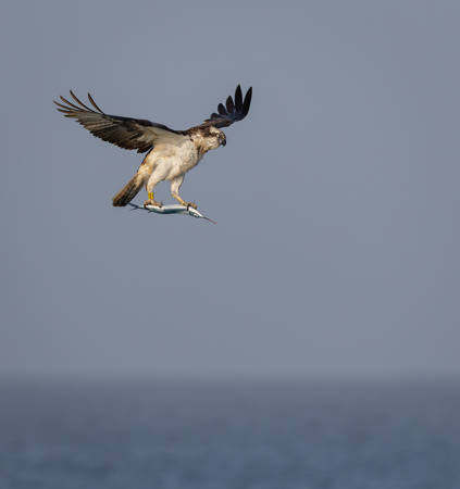 The Osprey And The Needle Fish