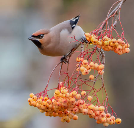 Waxwing On Rowan Berries