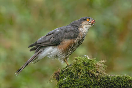 Sparrowhawk Finishing Prey