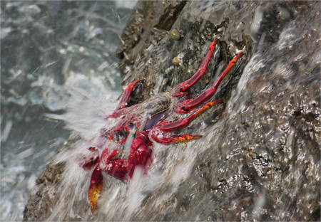 Red Rock Crab
