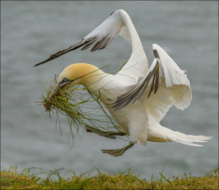Gannet Delivering Nesting Materiall