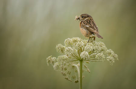 Breakfast In The Meadow