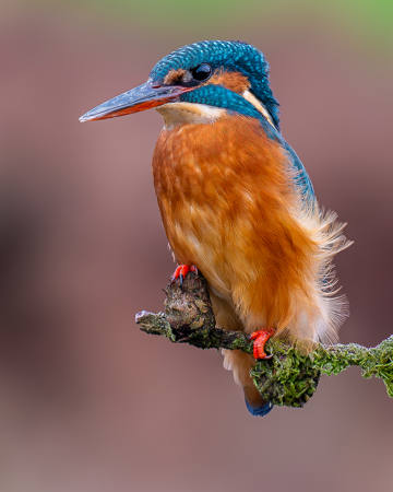 Windswept Kingfisher