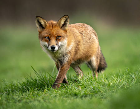 Young Fox