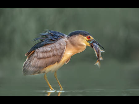 BLACK CROWNED NIGHT HERON